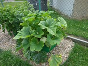 Zahrádka ve školce